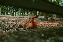 A Chevrotain at Zoo